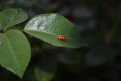 Harmonia axyridis