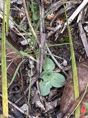 Pterostylis parviflora