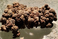 Dendrographa franciscana