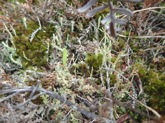 Cladonia strangulata
