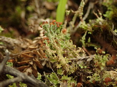 Cladonia strangulata