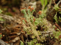 Cladonia strangulata