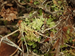 Cladonia strangulata