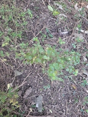 Coprosma rotundifolia