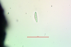 Dendrographa franciscana