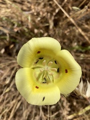 Calochortus luteus