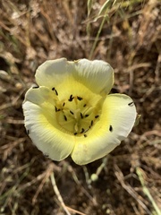 Calochortus luteus