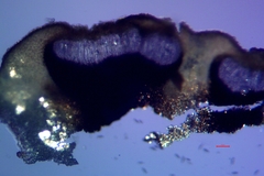 Dendrographa franciscana