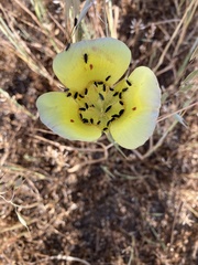 Calochortus luteus