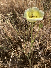 Calochortus luteus