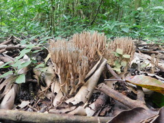 Phaeoclavulina cyanocephala