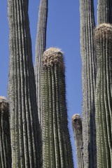 Cephalocereus fulviceps