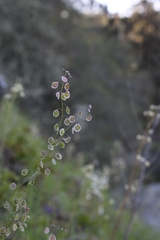 Thysanocarpus radians