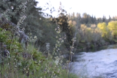 Thysanocarpus radians