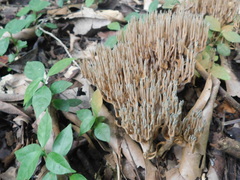 Phaeoclavulina cyanocephala