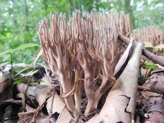 Phaeoclavulina cyanocephala