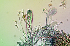 Dendrographa franciscana