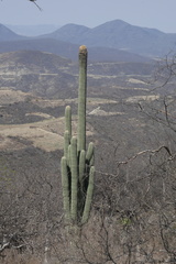 Cephalocereus fulviceps