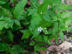 Spigelia humboldtiana