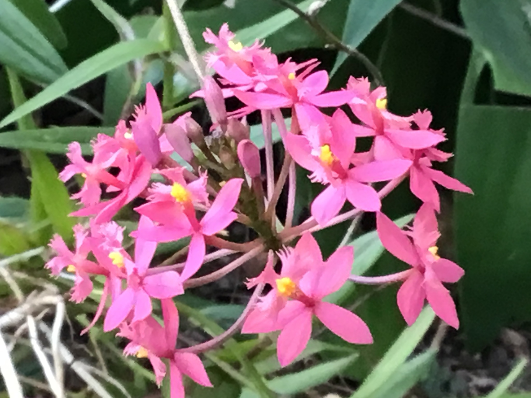 Imagem de Mini orquídea