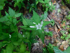 Spigelia humboldtiana