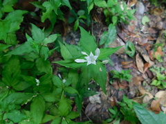 Spigelia humboldtiana