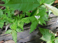 Spigelia humboldtiana