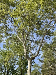 Platanus racemosa