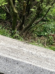 Diploderma swinhonis