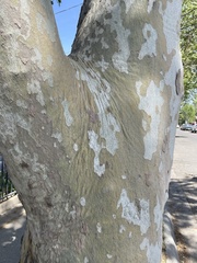 Platanus racemosa