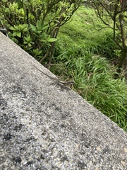 Diploderma swinhonis