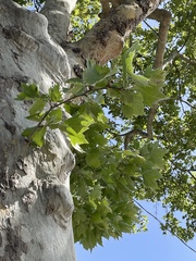 Platanus racemosa