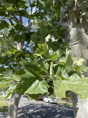 Platanus racemosa