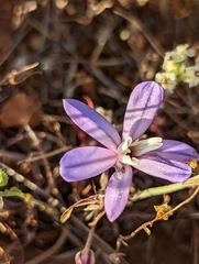 Brodiaea nana