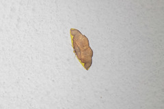 Nothomiza flavicosta