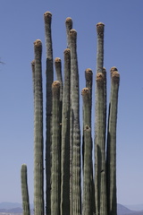 Cephalocereus fulviceps