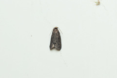 Cryptaspasma