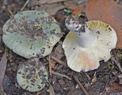 Russula viridis