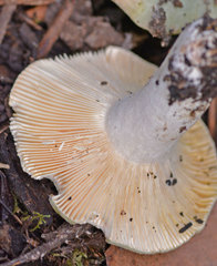 Russula viridis