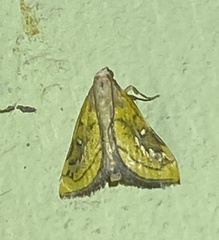 Boeotarcha coemaroalis