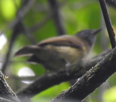 Mionectes striaticollis