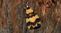 Thallarcha chrysochares