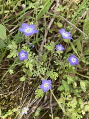 Nemophila pulchella