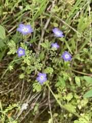 Nemophila pulchella