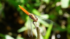 Orthetrum chrysis