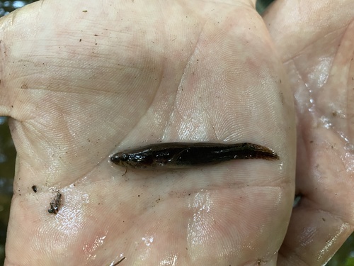 Eleotris feai