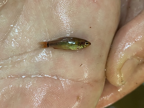 Ansorge's characin (Neolebias ansorgii) — Distichodontidae