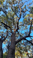 Corymbia gummifera