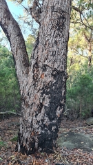Corymbia gummifera