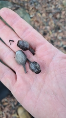 Corymbia gummifera
